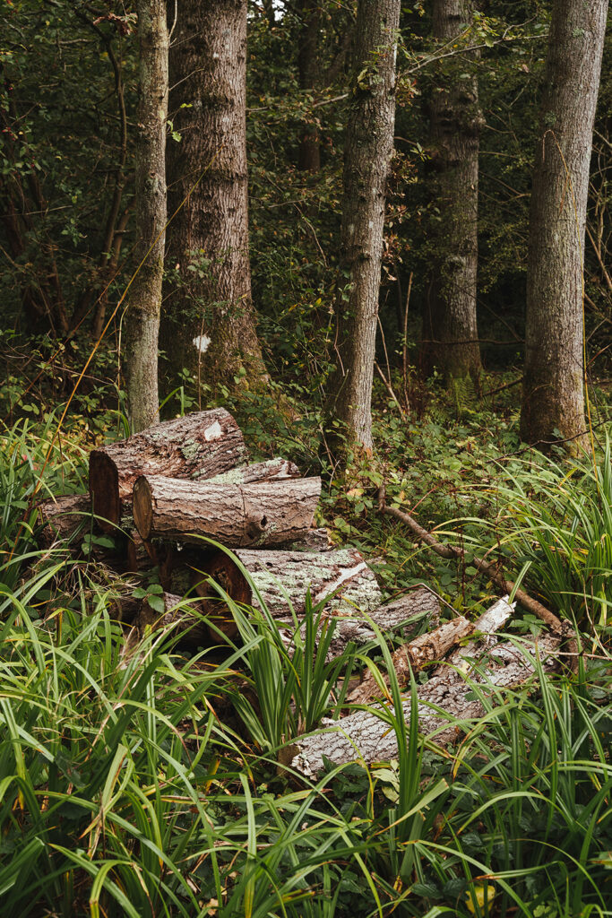 woodland habitat for nature to thrive in eco campsite